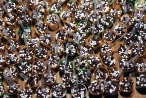 Dj por mais uma noite: Marcos Pierry foi Deejay  de debutante em Novo Horizonte do Sul.