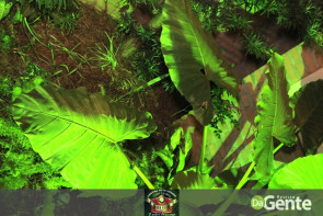 Confiram as fotos do Mega Revival