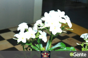 Confiram as fotos do evento da Cantina Mato Grosso: Sextaneja