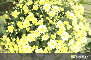 Associação dos Autistas da Grande Dourados realiza confraternização e ensaio fotográfico