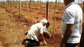 Semaf entrega mudas de maracujá  para produtores de Dourados