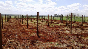 Semaf entrega mudas de maracujá  para produtores de Dourados