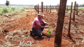 Semaf entrega mudas de maracujá  para produtores de Dourados