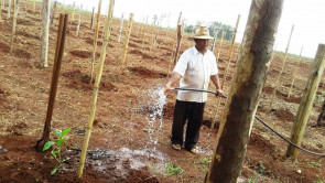 Semaf entrega mudas de maracujá  para produtores de Dourados