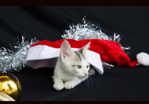 Jovens fazem ensaio natalino com vira-latas pra incentivar adoção