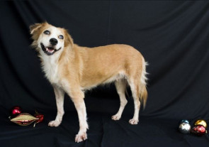 Jovens fazem ensaio natalino com vira-latas pra incentivar adoção