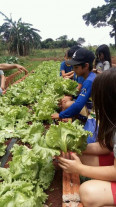 Escolas mantém horta com participação de alunos e subsídio da Semaf