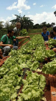 Escolas mantém horta com participação de alunos e subsídio da Semaf