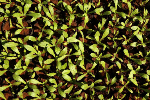 Semsur e viveiro recuperam  jardins nos canteiros de Dourados