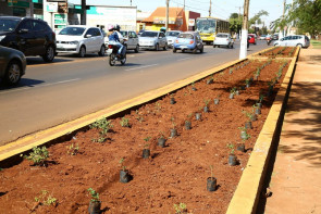 Semsur e viveiro recuperam  jardins nos canteiros de Dourados