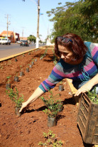 Semsur e viveiro recuperam  jardins nos canteiros de Dourados