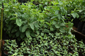 Agricultura investe em mudas frutíferas, hortaliças e tubérculos no Viveiro