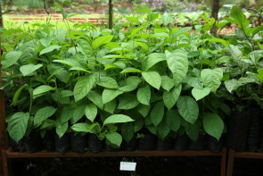 Agricultura investe em mudas frutíferas, hortaliças e tubérculos no Viveiro