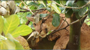 Pé na jaca!: Moradores encontram onça no pé de jaca em bairro de Dourados