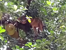 Pé na jaca!: Moradores encontram onça no pé de jaca em bairro de Dourados