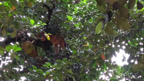 Pé na jaca!: Moradores encontram onça no pé de jaca em bairro de Dourados