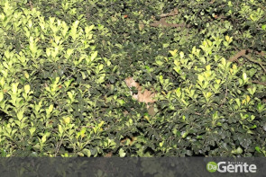 Depois de muitas falhas em equipamentos, finalmente onça é capturada