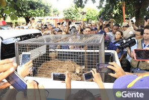 Depois de muitas falhas em equipamentos, finalmente onça é capturada