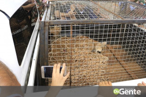 Depois de muitas falhas em equipamentos, finalmente onça é capturada