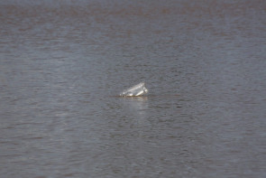 Pescaria ilegal é flagrada no Parque Antenor Martins