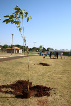 Plantio  de mudas na Avenida Guaicurus
