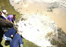 Duas toneladas de peixe foram soltas no final da manhã desta terça-feira nos dois lagos do Parque Rego D'Água