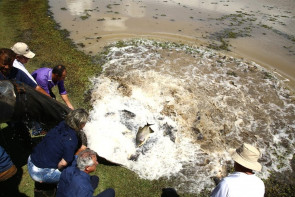 Duas toneladas de peixe foram soltas  nos lagos do Rego D’Água