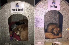 Moça instala nas ruas casinhas para animais