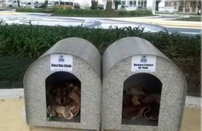 Moça instala nas ruas casinhas para animais