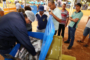 Festa do Peixe abre comercialização  de peixe fresco nesta quarta-feira