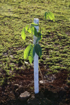 Imam recebe indicações ao  prêmio Troféu Marco Verde