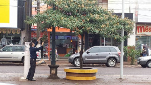Pequena árvore frutífera (Ameixa Amarela) está fazendo o maior sucesso no centro de Dourados