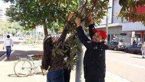 Pequena árvore frutífera (Ameixa Amarela) está fazendo o maior sucesso no centro de Dourados