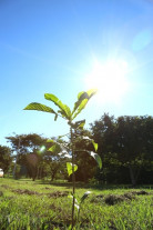 27º Mutirão Nacional Escoteiro de Ação Ecológica