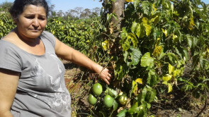 Produção de maracujá orgânico já atinge metas da Semaf