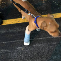 Ciclista acha cão atropelado e o leva nas costas