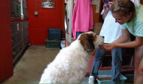 Cachorro  é encontrado a 1.700 km de distância de sua casa