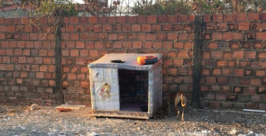 Mulher  constrói  casinhas para cachorros de rua com caixa de leite