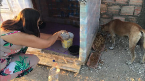 Mulher  constrói  casinhas para cachorros de rua com caixa de leite