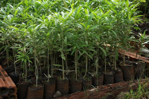 Em 2018, Imam disponibilizou quase 8 mil mudas frutíferas e nativas em Dourados