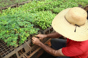 Em 2018, Imam disponibilizou quase 8 mil mudas frutíferas e nativas em Dourados