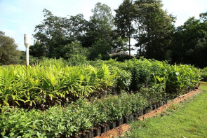 Em 2018, Imam disponibilizou quase 8 mil mudas frutíferas e nativas em Dourados