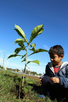 Em 2018, Imam disponibilizou quase 8 mil mudas frutíferas e nativas em Dourados