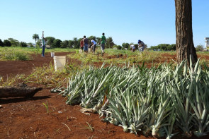 Prefeitura entrega 1.500 mudas de abacaxi  para horta do Semiaberto de Dourados
