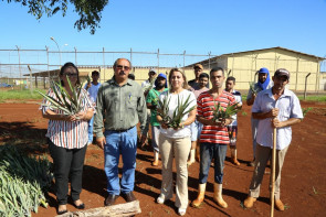 Prefeitura entrega 1.500 mudas de abacaxi  para horta do Semiaberto de Dourados