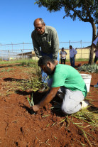 Prefeitura entrega 1.500 mudas de abacaxi  para horta do Semiaberto de Dourados