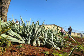 Prefeitura entrega 1.500 mudas de abacaxi  para horta do Semiaberto de Dourados