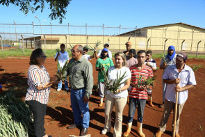Prefeitura entrega 1.500 mudas de abacaxi  para horta do Semiaberto de Dourados