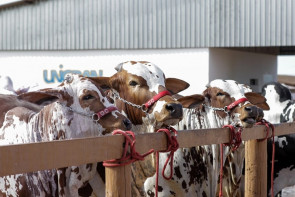 55ª Expoagro será de 10 a 19 de maio