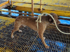 Cachorro foi resgatado no mar